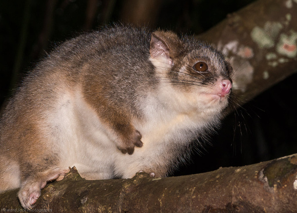 Curly-tailed possum
