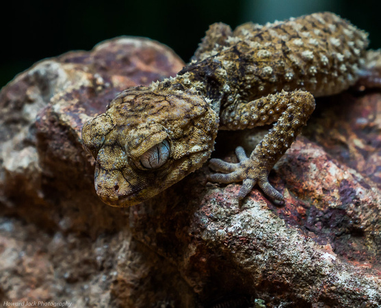 Prickly Knob-tailed Gecko