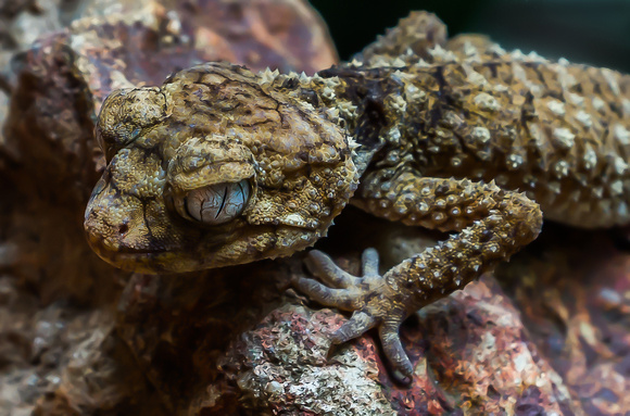 ADVANCED_OPEN_HowardJack_Prickly Knob-Tailed Gecko (Aus)