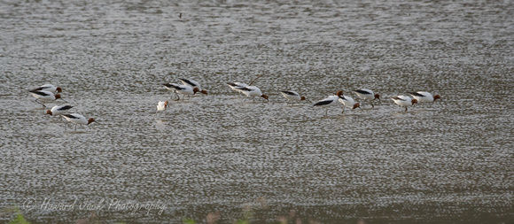 Red necked avocets