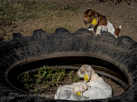 21_09_15_093433_Morre farm gostd dogs Beth Chloe_0012