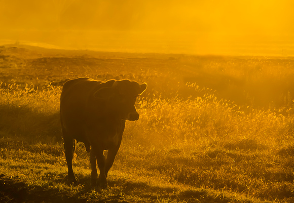smoke sunset, cow