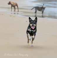 17_03_15_171837_Dicky Beach Dogs_0239