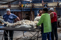 21_11 Gingie Shearing