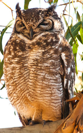 Owl at Franschoek