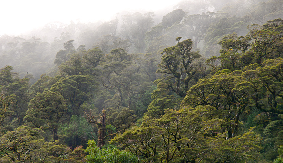 Doubtful Sound Rain Forest