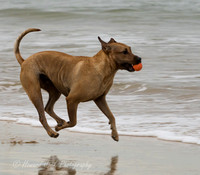 17_03_15_171652_Dicky Beach Dogs_0234
