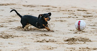 17_03_15_173012_Dicky Beach Dogs_0272