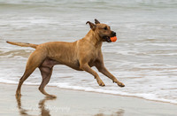 17_03_15_171652_Dicky Beach Dogs_0235