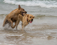 17_03_15_171939_Dicky Beach Dogs_0252