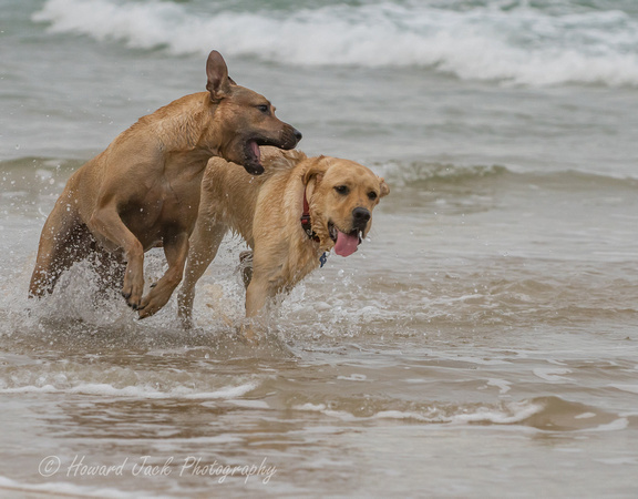 17_03_15_171939_Dicky Beach Dogs_0252