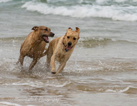 17_03_15_171939_Dicky Beach Dogs_0251