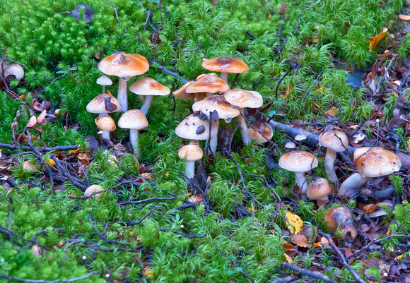 Fungus Forest